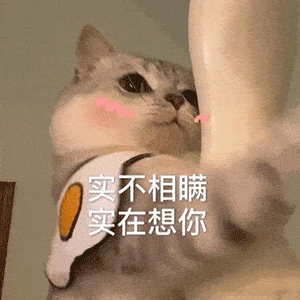  动态聊天表情包老婆强我投降