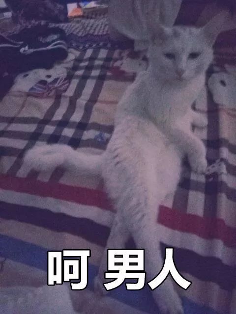  这是两张百搭的猫咪表情包,你能想到什么好玩的话来配