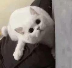 动图表情包生成打电话