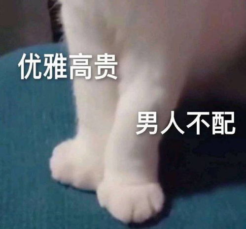  斗图必备表情包哪里有妹妹