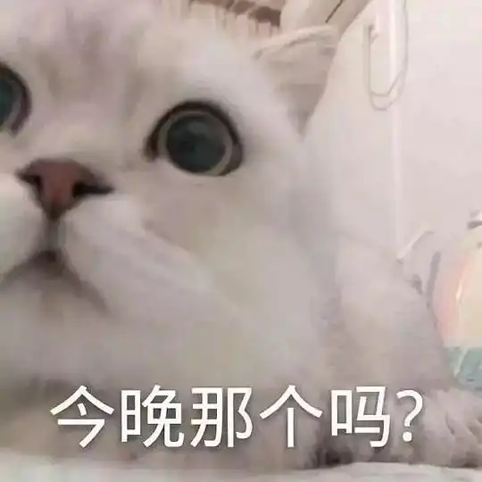 表情包哪里来的猫咪