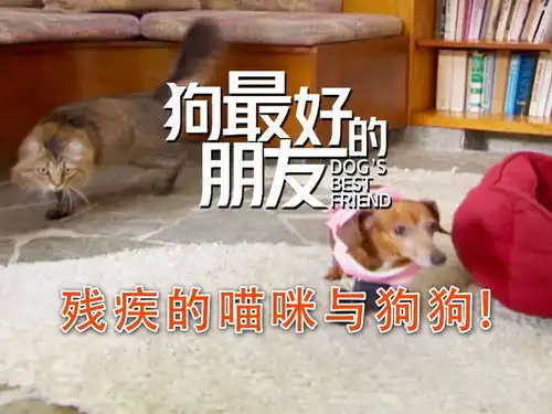  身患残疾的喵咪与狗狗成为朋友,它们相互陪伴,彼此鼓励纪录片宠物动物可爱年度影视鉴赏