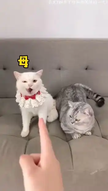  大大大无语事件发生我家绝育的公猫居然怀孕了