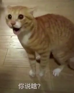 一觉醒来,世界杯变欧洲杯猫粮都输光啦