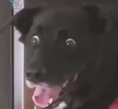  主人在狗狗面前吃蛋糕,狗子的表情亮了网友太残忍