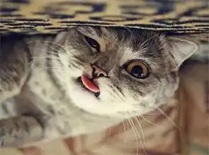 自从养了猫,从此再也不愁没表情包了 自从养了猫,从此再也不愁没表情包了