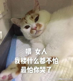 难过喵星人楼楼汪星人俊介相继离世上帝带走了我们的表情包