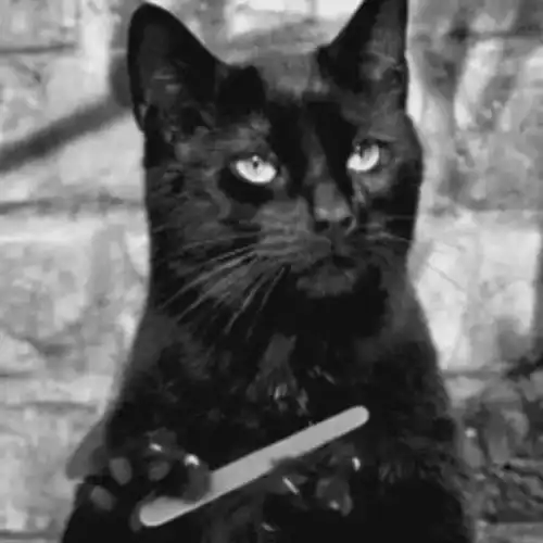 芥菜fan11月江湖召集令演唱会素烧烤观影会读书会 芥菜fan11月江湖召集令演唱会素烧烤观影会读书会