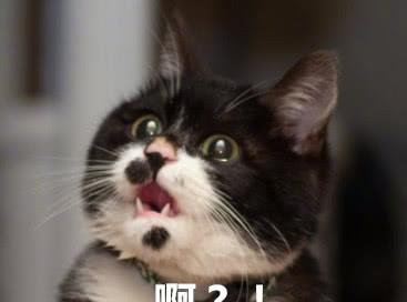  女主养了一只闲不住的猫,一言不合就逃跑,抓它回来时表情绝了