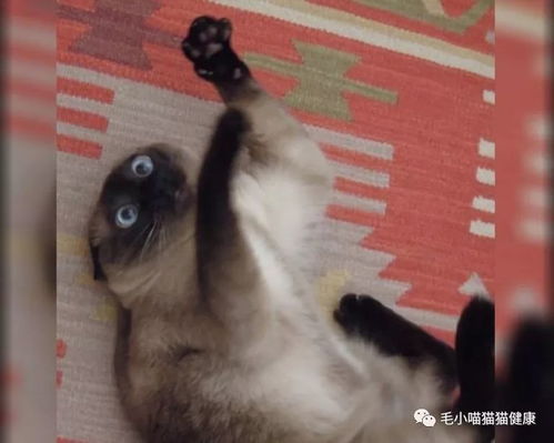  喵星人爱极了咬,请问大家身为猫奴的我们该怎么办呀