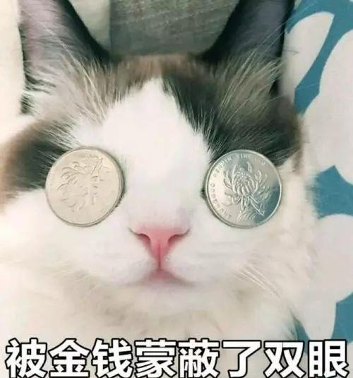  猫咪吸猫薄荷会上瘾猫薄荷对猫有害么