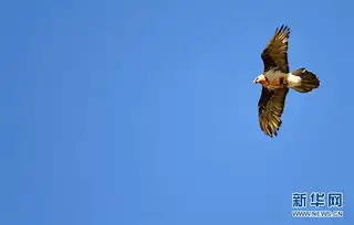 祁连山青海侧监测到雪豹棕熊等野生动物 祁连山青海侧监测到雪豹棕熊等野生动物