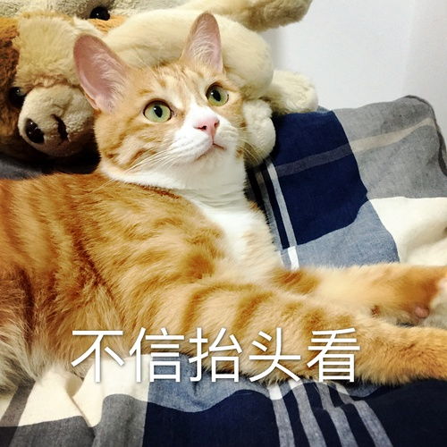  我给我家猫做了套表情包,我感觉它要...