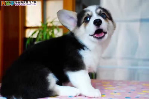  三个月的柯基犬可以吃硬的狗粮吗