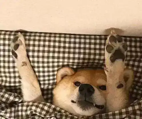 暖意持续中金山今年冬天还冷不冷来看最新预测 暖意持续中金山今年冬天还冷不冷来看最新预测