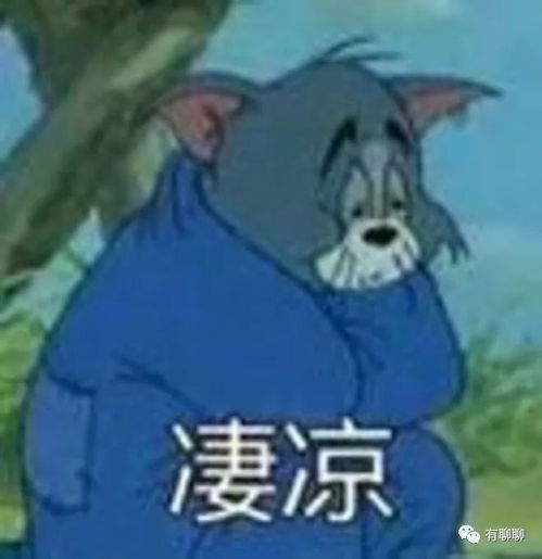 又不理我了表情包猫和老