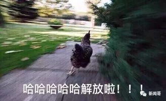  鸡年当然要用鸡的表情包啊有了这些图,新一年斗图王者就是你
