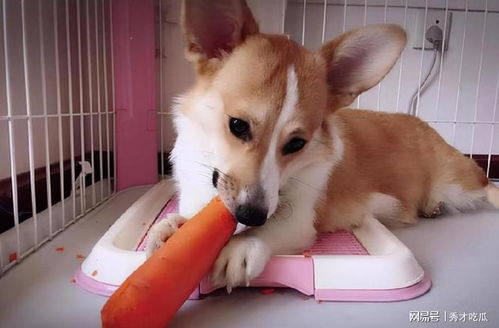  饲养柯基犬,千万别随便对它们做这几件事