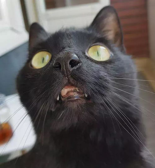  从来没有见过户外的猫第一次见到阳台,一脸震惊的表情让人笑坏了