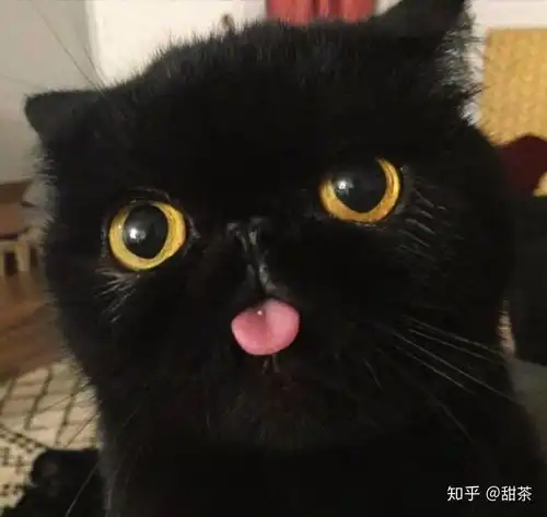 猫咪呕吐表情包黑猫