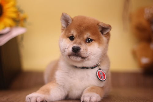  柴犬如何变成网红大饼脸专家狗粮很重要