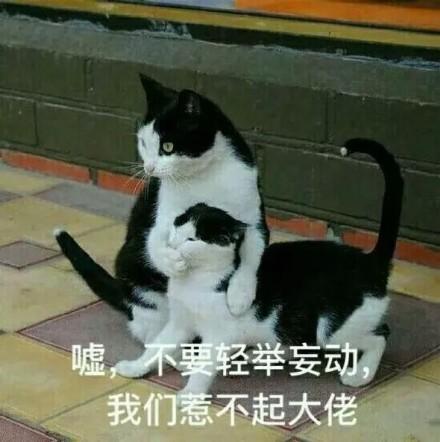  很搞笑的骚猫表情包不应当,因为我只是一只小猫咪
