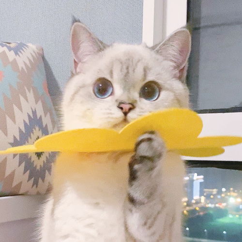猫咪哭表情包沙雕