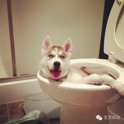  这些动物不知道主人会这么快回家,闯祸被逮个正着的爆笑表情