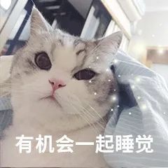  猫是怎样看待人类模仿它们的声音的