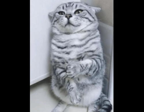  猫咪偷吃小鱼干被抓,墙角罚站生无可恋的表情萌翻网友