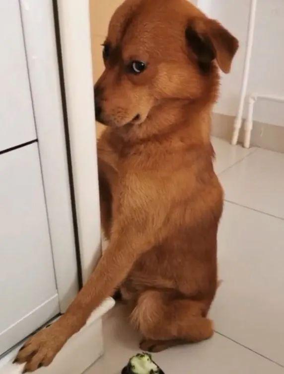 秀恩爱虐狗表情包nick