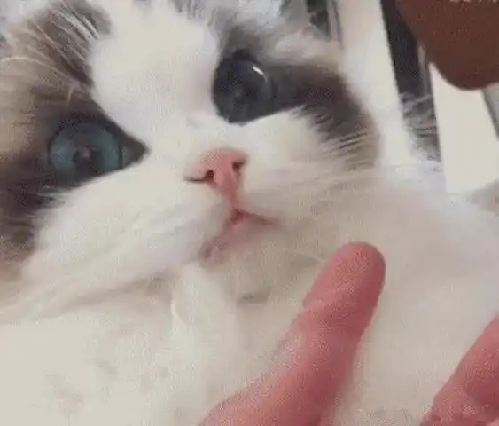 主人刚切完辣椒,布偶猫立马上前舔手,舔两口后这表情,影帝稳了 主人刚切完辣椒,布偶猫立马上前舔手,舔两口后这表情,影帝稳了