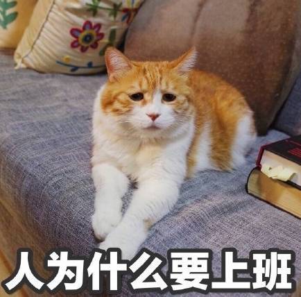  吸猫日常11分享一波实用猫猫