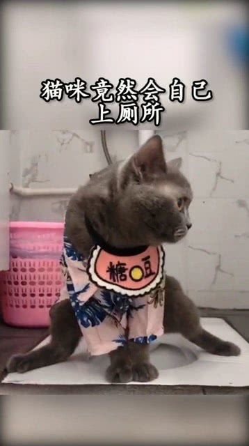  猫咪自己就会上厕所,劈开腿的那一刻,表情可正经了