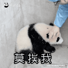  get萌宝表情包,称霸熊友圈
