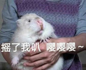  朋友圈的竹鼠表情包网友我被生活卡住脖子的样子,真像个竹鼠
