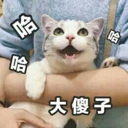 大傻子表情包图片