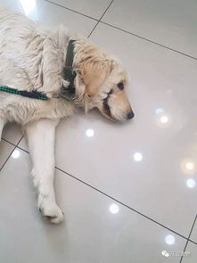 金毛腿被打断,嘴被剪开后扔掉,我发誓,我一定要救活它狗狗 金毛腿被打断,嘴被剪开后扔掉,我发誓,我一定要救活它狗狗