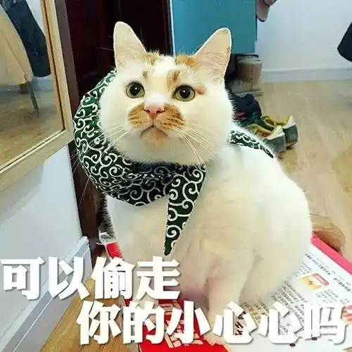 猫咪专属空调房真是人不如猫啊 猫咪专属空调房真是人不如猫啊