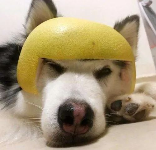  给猫狗戴柚子皮超萌宠物不仅不开心,还有可能会中毒
