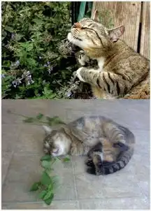 猫咪吃猫薄荷表情大合集卖萌超可爱 猫咪吃猫薄荷表情大合集卖萌超可爱