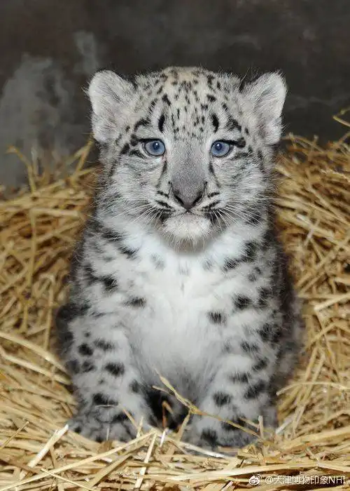 好可爱,西宁野生动物园去年出生一只雪豹,怕夭折一年之后才公布 好可爱,西宁野生动物园去年出生一只雪豹,怕夭折一年之后才公布