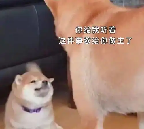  表情包1573期