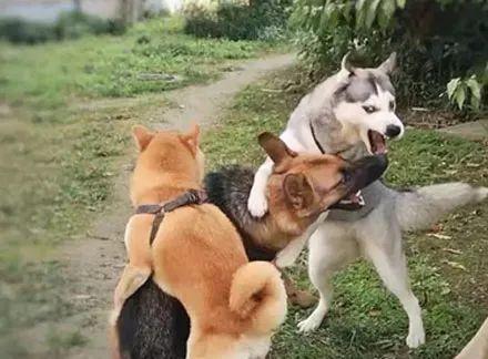 哈士奇跟德牧打架,每一张都是表情包 哈士奇跟德牧打架,每一张都是表情包