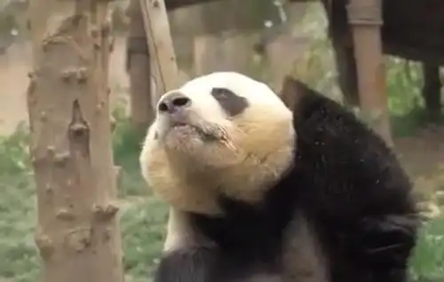 史上最懒的熊猫,想吃却不想动,熊猫奶爸,站起来算我输团子 史上最懒的熊猫,想吃却不想动,熊猫奶爸,站起来算我输团子