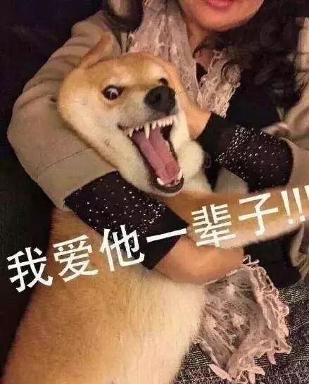  假如有天你的宠物可以回答你一个问题,你会问它什么