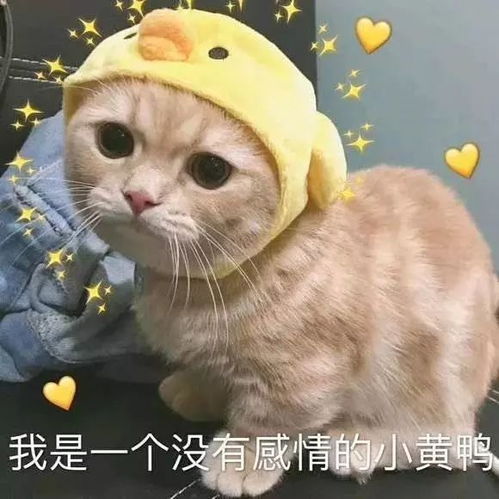  11岁中国男孩提问巴菲特刷爆朋友圈见过世面的孩子,到底有多厉害