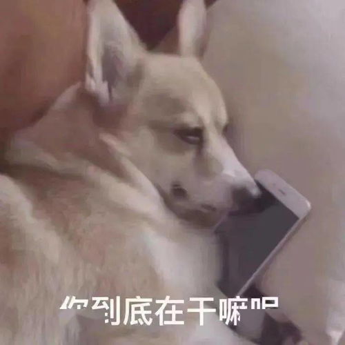  好玩的表情包每天一换