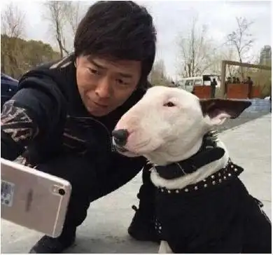 哈士奇与牛头梗相遇,好调皮的牛头梗,二哈都怕了 哈士奇与牛头梗相遇,好调皮的牛头梗,二哈都怕了