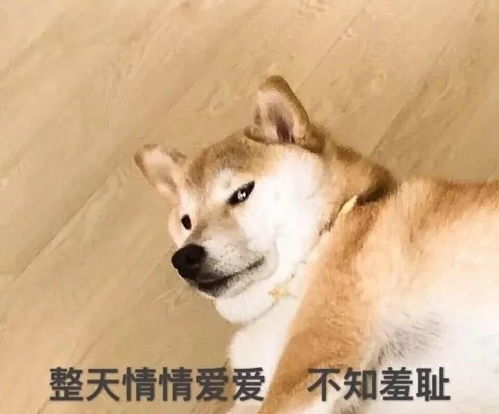  no.4各种猫猫狗狗小动物小可爱
